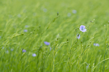 Blooming flax