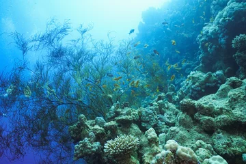 Foto op Aluminium Underwater shot of the vivid coral reef in tropical sea. Fish swimming over the reef © Iurii Sokolov