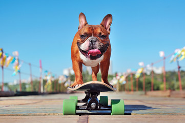 Smiling french bulldog skating on the longboard at the sunny day