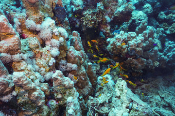 Naklejka na ściany i meble Underwater shot of the vivid coral reef in tropical sea. Fish swimming over the reef