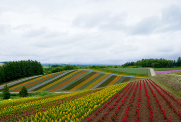 Fototapeta na wymiar Beautiful rainbow flower fields, colorful flowers farm,rural garden against white clouds sky background,the row of flora growth in spring time at Furano , Hokkaido in Japan