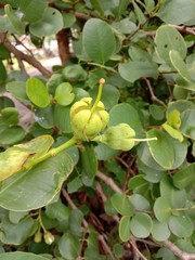 Sonneratia ovata, fruits on tree and Mangrove forests have medicinal properties, is a small, medium-sized, evergreen tree with long, conical root like a pin.