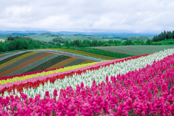 Fototapeta premium Beautiful rainbow flower fields, colorful lavender flowers farm,rural garden against white clouds sky background,the flower in pink,white,purple,summer at Furano , Hokkaido in Japan