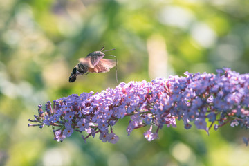 Hummingbird hawk-moth flying while feeding pink flower