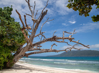 under the trees on the beach, seychelles
