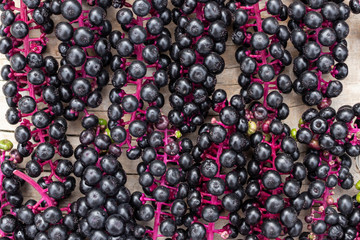 Abstract background of black laconic berries with a bright pink