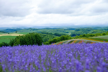 Fototapeta premium Beautiful rainbow flower fields, colorful lavender flowers farm,rural garden against white clouds sky background,the flower in row of pink,white,purple,spring time at Furano , Hokkaido in Japan