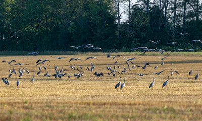 beautiful landscape with crane bird , yellow field covered, forest in the distance, autumn morning