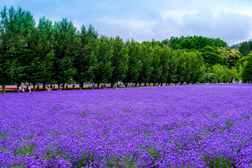 Beautiful rainbow flower fields, colorful lavender flowers farm,rural garden against white clouds sky background,the flower in row with purple flower foreground,spring time at Furano , Hokkaido in Jap