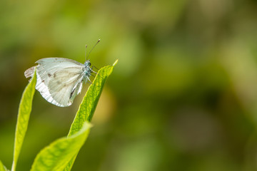 a close-up of a white butterfly sitting on a green blade of grass in the sunshine