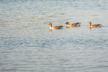 a group of wild geese swimming on a lake in the morning sun