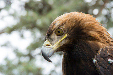 Naklejka premium portrait of a hawk close up against the background of foliage