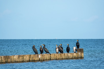 Fototapeta na wymiar a group of black cormorants stands on a jetty at the Baltic Sea and looks out for fish