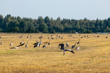 Obraz na płótnie Canvas beautiful landscape with crane bird , yellow field covered, forest in the distance, autumn morning
