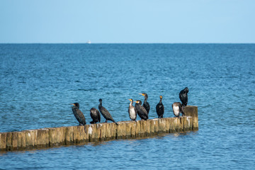 a group of black cormorants stands on a jetty at the Baltic Sea and looks out for fish