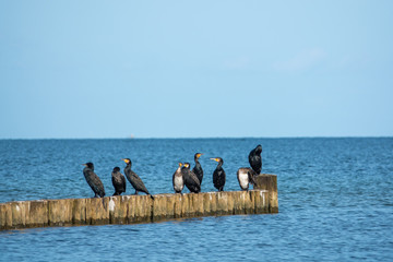 a group of black cormorants stands on a jetty at the Baltic Sea and looks out for fish