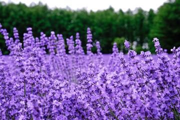 Close up beautiful rainbow flower fields, colorful lavender flowers farm,rural garden ,the flower in row with purple flower foreground,spring time at Furano , Hokkaido in Jap