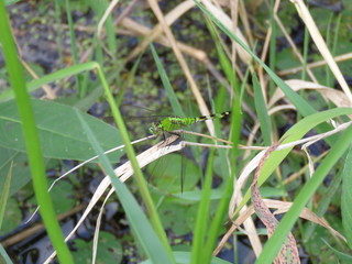 Eastern Pondhawk Dragonfly