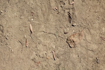 A close view of the dry dirt texture on the ground.