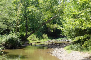 The flowing creek in the forest on a sunny summer day.
