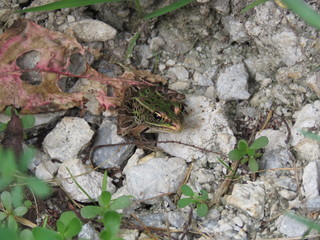 Northern Leopard Frog