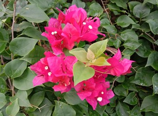 Red bougainvillea flower (scientific name: Bougainvillea) is a perennial plant of the type of shrub Size from small bushes to large bushes With thorns growing along the trunk, the leaves are split alt