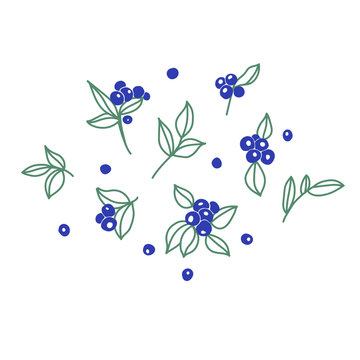 Vector illustration  with set of  blueberries. Blueberries and leaves on white background