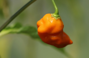 Fresh orange chili pepper in a garden