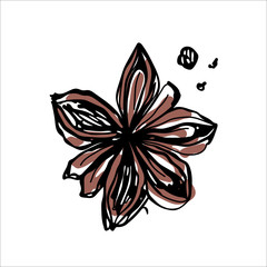 Vector ink illustration with spicy anise. Ink hand drawn illustration with spicy star anise