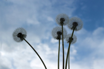 Airy white dandelions from bottom to top, against the blue sky