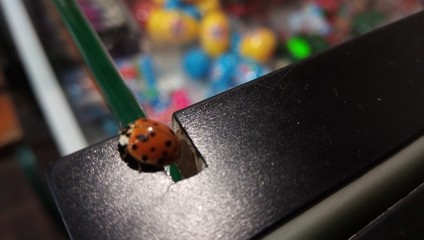 ladybug on a white background