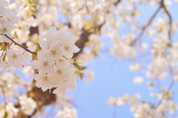 cherry blossom