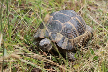 An unexpected encounter with a wild turtle in the forest in the mountains. Неожиданная встреча с дикой черепахой в лесу в горах