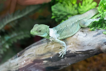 A green lizard peels off skin in a terrarium on a piece of wood. Close-up.
