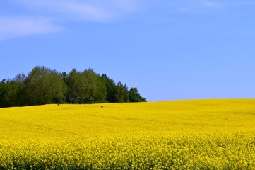 Rzepaki_2019 © Krzysiek Cegiełka