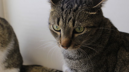 cat on a white background