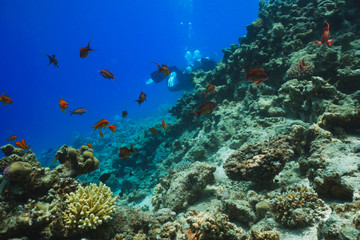 Naklejka na ściany i meble underwater coral reef landscape background in the deep blue sea with colorful fish and marine life