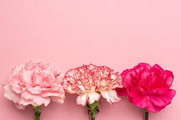 Beautiful pink carnation flowers on pink background