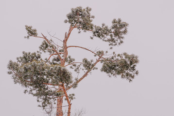 The top of the pine tree during snowfall