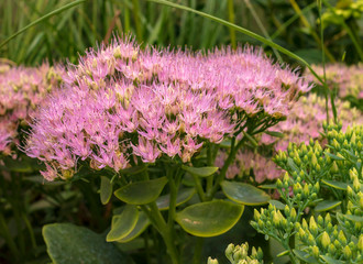 Flowering plant with many small pink flowers