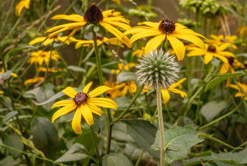 Flower with a spherical inflorescence among other yellow flowers