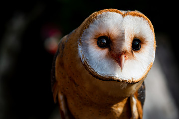 Portrait einer Schleiereule / Eule schaut in die Kamera