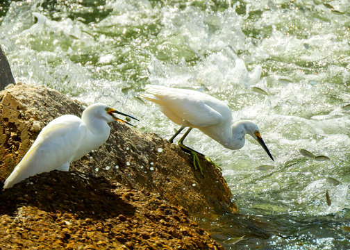 Birds egrets eating fish near stream