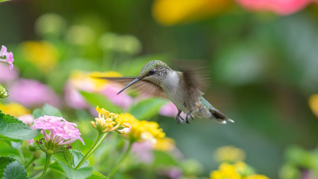 Larapin Good Lantana