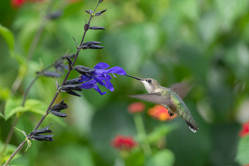 The Sweet Garden Life