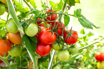Tomato fruits grow in a greenhouse