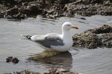 Gabbiano - Seagull