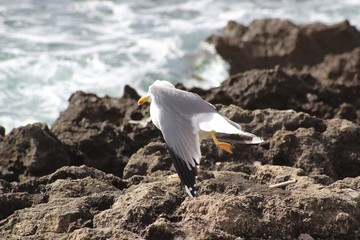 Gabbiano - Seagull