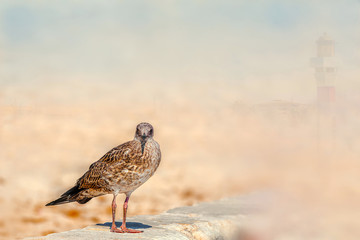 Eine Möwe am Strand, im Hintergrund ein Leuchtturm