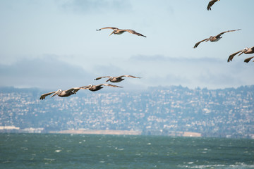 Fototapeta na wymiar pelicans flying over the water